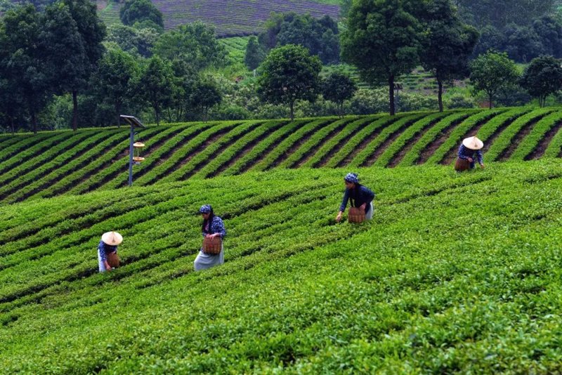 探寻正岩肉桂的独特魅力